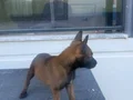 A Kalite Belçika Yavruları