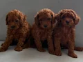 Toy Poddle Bebekler Ev Ortamından