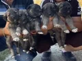 Kangal Yavruları