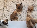 Pin-Pom yavruları