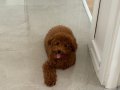 5 aylık Toy Poodle