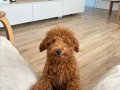 5 aylık Toy Poodle