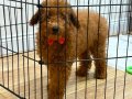 5 aylık Toy Poodle