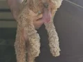 toy poodle eskisehir