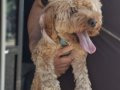 toy poodle eskisehir