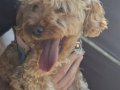 toy poodle eskisehir