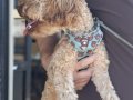 toy poodle eskisehir