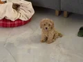 MALTİPOO İZMİR 2.5 aylık