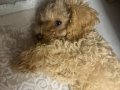 MALTİPOO İZMİR 2.5 aylık