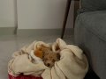 MALTİPOO İZMİR 2.5 aylık