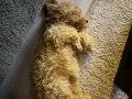 MALTİPOO İZMİR 2.5 aylık