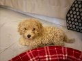 MALTİPOO İZMİR 2.5 aylık
