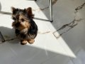2 aylık teacup secereli yorkshire yavru
