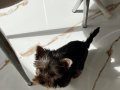 2 aylık teacup secereli yorkshire yavru