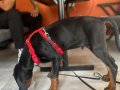 Saf kan 80 günlğk doberman