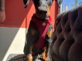 Saf kan 80 günlğk doberman