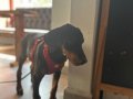 Saf kan 80 günlğk doberman