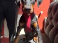 Saf kan 80 günlğk doberman