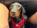 Saf kan 80 günlğk doberman