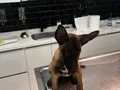 Belçika malinois 2 aylık oyuncu yavrularımız 