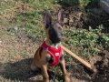 Belçika malinois 2 aylık oyuncu yavrularımız 