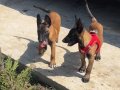 Belçika malinois 2 aylık oyuncu yavrularımız 