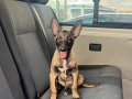 Belçika malinois 2 aylık oyuncu yavrularımız 