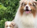 Avusturalya Shepherd Yavrularımız