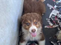 Avusturalya Shepherd Yavrularımız