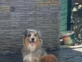 Avusturalya Shepherd Yavrularımız