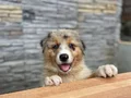 Avusturalya Shepherd Yavrularımız
