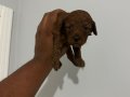 KORE DİŞİ POODLE