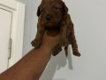 KORE DİŞİ POODLE