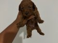 KORE DİŞİ POODLE