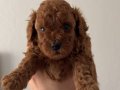 TEACUP POODLE YAVRULARI