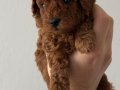 TEACUP POODLE YAVRULARI