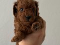 TEACUP POODLE YAVRULARI