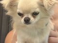 Chihuahua secereli ailesi şampiyon köpek