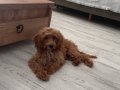Maltipoo erkek 5 aylık 