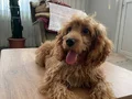 Maltipoo erkek 5 aylık 