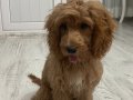 Maltipoo erkek 5 aylık 