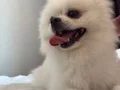 1 yasinda erkek Pomerian boo