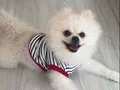 1 yasinda erkek Pomerian boo