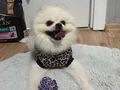 1 yasinda erkek Pomerian boo
