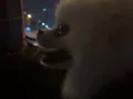 1 yasinda erkek Pomerian boo