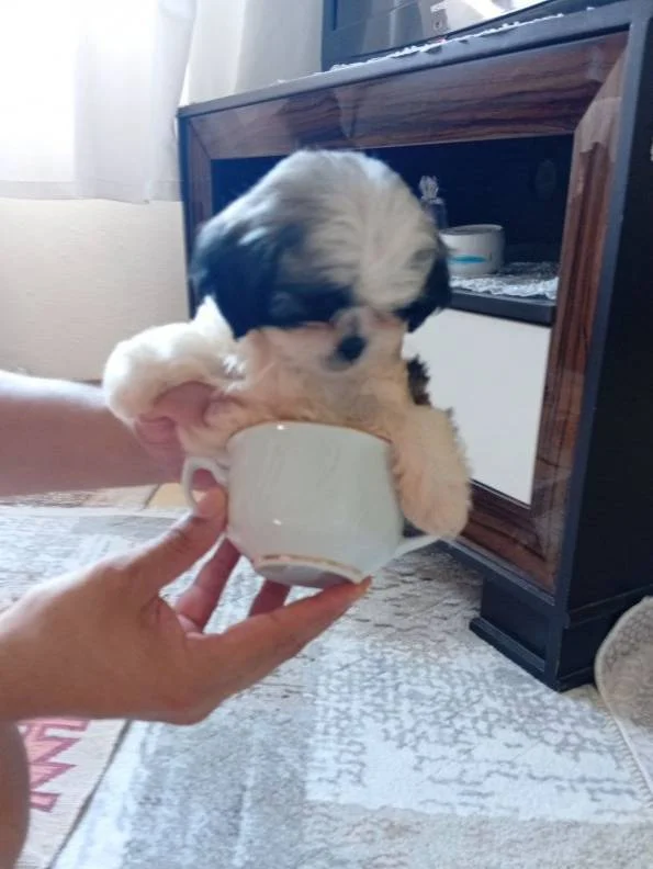2 aylık tecup orjinal Shihtzu 0 numara erkek aşıları tam
