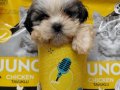 2 aylık tecup orjinal Shihtzu 0 numara erkek aşıları tam