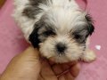 2 aylık tecup orjinal Shihtzu 0 numara erkek aşıları tam
