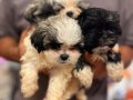 2 aylık tecup orjinal Shihtzu 0 numara erkek aşıları tam