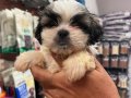 2 aylık tecup orjinal Shihtzu 0 numara erkek aşıları tam